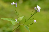 Wilde Judaspenning; Perennial Honesty; Lunaria rediviva