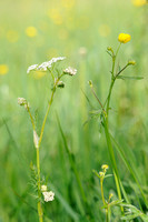Bloeiende Echte karwij in kruidenrijk weiland; Flowering Caraway in herbal meadow