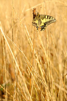 Swallowtail; Koninginnepage; Papilio machaon