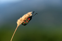 Vijfvlek sint jansvlinder; Five-spot Burnet; Zygaena trifolii
