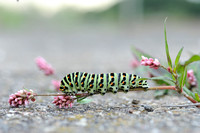 Koninginnepage; Old World Swallowtail; Papilio machaon