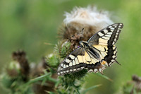 Koninginnepage;Old World Swallowtail;Papilio machaon