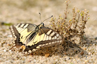 Koninginnepage;Old World Swallowtail;Papilio machaon