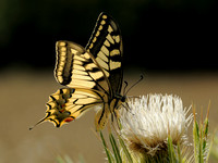 Koninginnepage; Swallowtail; Papilio machaon