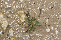 Buckthorn plantain; Plantago weldenii