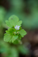 Bosklimopereprijs - Ivy-leaved Speedwell - Veronica hederifolia su