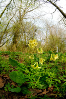 Slanke Sleutelbloem - Oxlip - Primula elatior