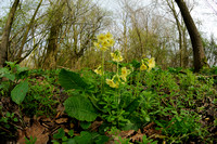 Slanke Sleutelbloem; Oxlip; Primula elatior;