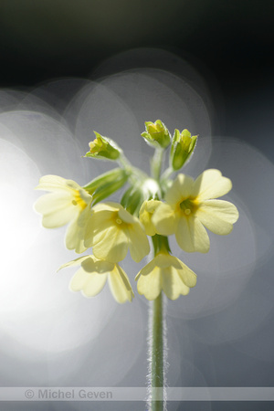 Slanke sleutelbloem; Oxlip; Primula elatior