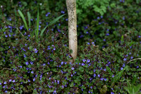 Hondsdraf; Ground-Ivy; Glechoma hederaceae