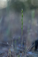 Mat-grass fescue; Vulpia unilateralis