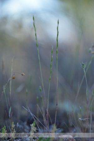 Mat-grass fescue; Vulpia unilateralis