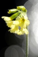 Slanke sleutelbloem; Oxlip; Primula elatior