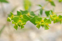 Turiner Wolfsmilch; Euphorbia taurinensis;