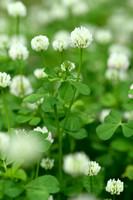 Small white clover; Trifolium nigrescens;