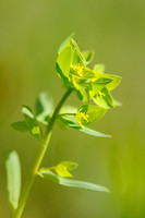 Euphorbia taurinensis; Euphorbe de Turin; Euforbia torinese