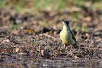 Groene Specht; Green Woodpecker; Picus viridis