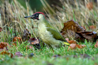 Groene specht; Green woodpecker; Picus viridis