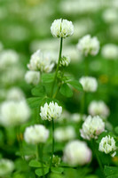 Small white clover; Trifolium nigrescens;