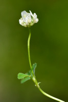 Small white clover; Trifolium nigrescens