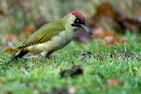 Groene specht; Green woodpecker; Picus viridis