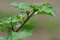 Beklierde Nachtschade; Green Nightshade; Solanum nigrum subsp. schultesii