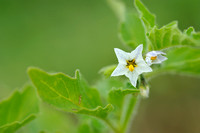 Glansbesnachtschade;Green nightshade;Solanum physlifolium