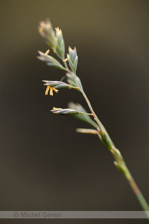 Zinkschapengras;Festuca ovina subsp. guestifalica
