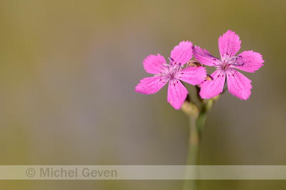 Rough Pink; Dianthus scaber;