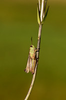 Zompsprinkhaan; Water-meadow Grasshopper; Pseudochorthippus mont