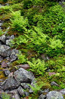 Tere stekelvaren; Northern Buckler-fern; Dryopteris expansa
