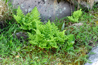 Tere stekelvaren - Northern Buckler-fern - Dryopteris expansa