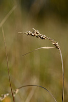 Kleine knotszegge; Hartmans Star; Carex hartmanii