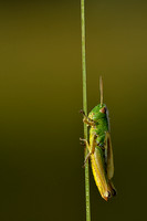 Zompsprinkhaan - Water-meadow Grasshopper - Chorthippus montanus