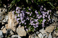 Pyrenese kalksteenkers - Pyrenean Whitlow-grass - Petrocallis pyrenaica