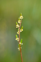 Triglochin bulbosa subsp. barrelieri