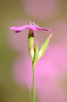 Rough Pink; Dianthus scaber;