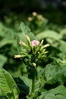 Gewone tabaksplant - Tobacco - Nicotiana tabacum