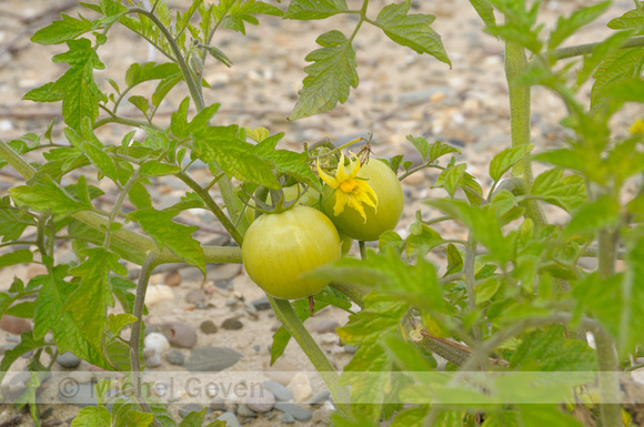 Tomaat; Tomato; Lycopersicon esculentum