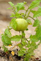 Tomaat; Tomato; Solanum lycopersicum