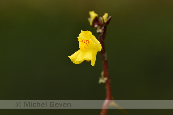 Groot blaasjeskruid; Greater bladderwort; Utricularia vulgaris
