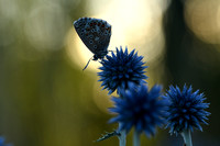 Adonisblauwtje; Adonis Blue; Polyommatus bellargus