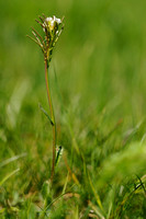 Arabis bellidifolia subsp. alpina - Arabetta minore