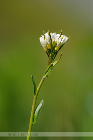 Arabis bellidifolia; subsp. alpina;Arabetta minore