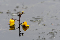 Groot blaasjeskruid; Greater Bladderwort; Utricularia vulgaris