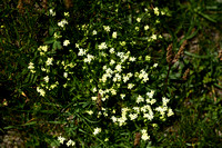 Galium pseudohelveticum