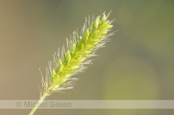 Groene naaldaar; Green foxtail; Setaria viridis
