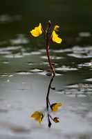 Groot blaasjeskruid - Greater Bladderwort - Utricularia vulgaris