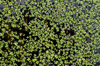 Klein kroos - Lesser duckweed - Lemna minor