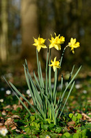 Trompetnarcis; Wild Daffodil; Narcissus pseudonarcissus subsp. M